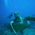 Animales Marinos &raquo; Tortugas marinas